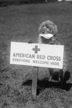 Sandy, the American Red Cross Dog Welcomes Everyone - £15.61 GBP