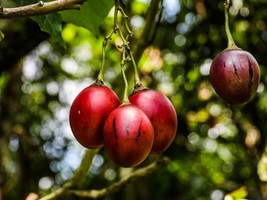 Guashi Store Tamarillo Tomato Tree Solanum Betaceum Organic 20 Seeds - £7.08 GBP