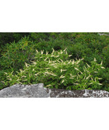Mountain Pepper Bush {Clethra Acuminata} 30+ Seeds - €9,61 EUR