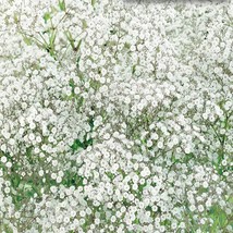 Fresh 5 000 Baby&#39;S Breath Seeds For Planting Annual Flowers Garden - £15.60 GBP