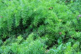 Asparagus Fern  10 Seeds  Asparagus sprengeri - €3,36 EUR