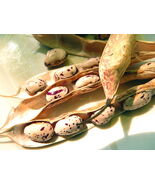 Borlotti di Gaston Bean - famous Portuguese cooking bean - $8.35 CAD