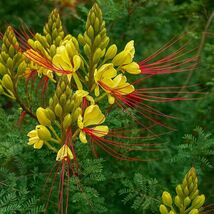 5 Caesalpinia Gilliesii Bird of Paradise Shrub Seeds For Planting - $13.95