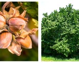 10 Seeds AMERICAN HAZELNUT TREE aka Filbert Corylus Americana Fruit Nut - $26.93