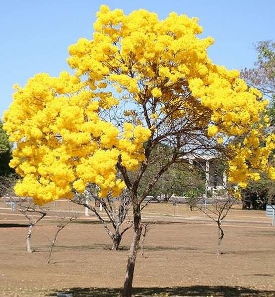 Primary image for Tabebuia aurea Silver trumpet tree Tree of gold 100 Seeds ThailandMrk