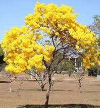 Tabebuia aurea Silver trumpet tree Tree of gold 100 Seeds ThailandMrk - $25.00