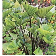 Tea Cup Elephant Ear Colocasia esculenta Live Plant 6+” Tall Rooted Organic USA - £16.02 GBP