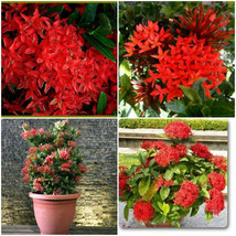 2 Dwarf Red Ixora live plants  2 TO 5 INCHES TALL~2 plugs per order - $37.50
