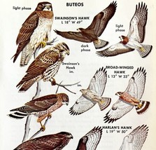 Buteo Hawk Varieties And Types 1966 Color Bird Art Print Nature #2 ADBN1Q - $19.99