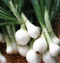 Crystal White Wax Onion Seeds Pearl Onion Pickling - $4.47