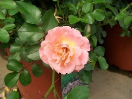Peach Drift NEW Groundcover Rose 2 Gal. Live Shrub Plants Shrubs Plant R... - $58.15