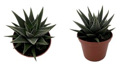 2.5&quot; Pot - Haworthia herbacea - Easy to Grow Succulent House Plant - £31.04 GBP