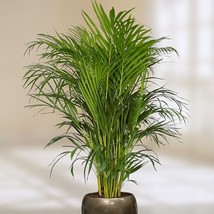 15 Areca Butterfly Palm Tree Seeds - Dypsis lutescens - Indoor Houseplan... - £9.35 GBP