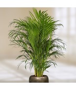15 Areca Butterfly Palm Tree Seeds - Dypsis lutescens - Indoor Houseplan... - £9.40 GBP