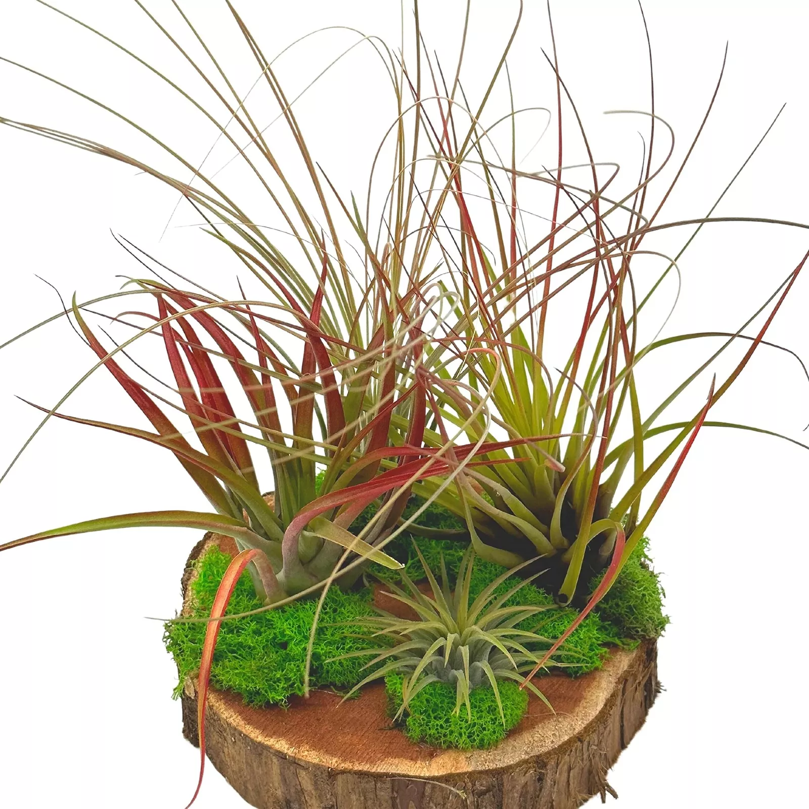 Tillandsia Garden on Cedar Wood Base Hand Crafted and Sculpted Air Plant Gard - £46.61 GBP