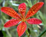 Black Berry Lily Belmcanda Chinensis  10 Seeds - $8.99