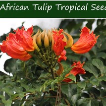 USA Seller Fresh Tropical Seeds African Tulip Tree 20 Seeds Spathodea Ca... - £13.26 GBP