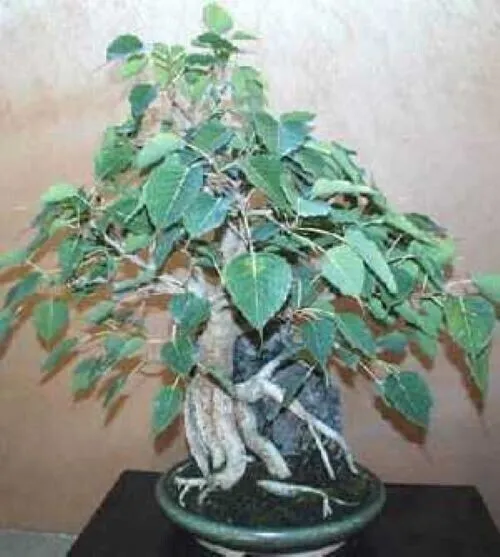 Ficus Religiosa Bodhi Tree 25 Fresh Seeds for Planting - £17.92 GBP