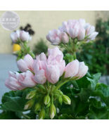 Geranium Purely Light Pink Compact Rosebuds Flower Seeds 10 Seeds - $13.04 CAD