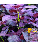 1000 Seeds Aromatic Purple Perfection Dual Sided Shiso Fresh Seeds - $13.72