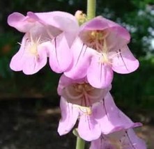 PALMER&#39;S PENSTEMON 100 FRESH SEEDS FREE USA SHIPPING PENSTEMON PALMERI - $2.28