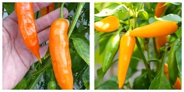 60 Seeds Chilli Bulgarian Carrot Hot Pepper Fresh Garden - £12.57 GBP