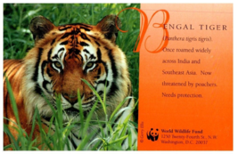 Bengal Tiger Animal Postcard - £7.10 GBP