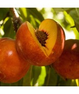 Nectarine Double Delight 3 Feet Tall Ship In 3 Gal Pot New Fresh US Ship... - $274.59 CAD