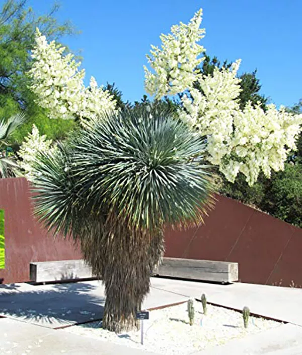 Yucca Rostrata 10 Seeds succulents cacti succulents - $16.49