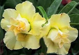 Fresh Seeds 2Pcs Desert Rose Seeds Yellow Double Flowers - £8.54 GBP