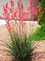 Hesperaloe Parviflora Rubra, Succulent Rare Red Flower Yucca Aloe Seed -10 Seeds - £7.96 GBP