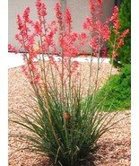 HESPERALOE PARVIFLORA RUBRA, succulent rare RED Flower Yucca aloe seed -10 SEEDS - $9.99