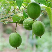 BELLFARM Heirloom Luo Han Guo Siraitia Grosvenorii Fresh Seeds, 30 seeds, Chines - £16.00 GBP