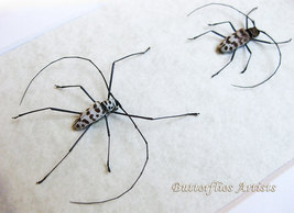 Flat Faced Longhorn Beetles Gerania Bosci Pair Entomology Collectible Di... - $77.99
