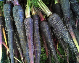 Black Nebula Carrot Seeds Nongmo Deep Purple Antioxidant - $4.99