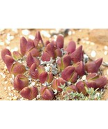 BRN Gibbaeum Gibbosum Sb640 Exotic Succulent Living Rocks Mesembs Seed 2... - $26.27 CAD