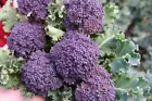 Fresh Purple Sprouting Broccoli Seeds, NON-GMO, Heirloom, Variety Sizes, - £4.62 GBP