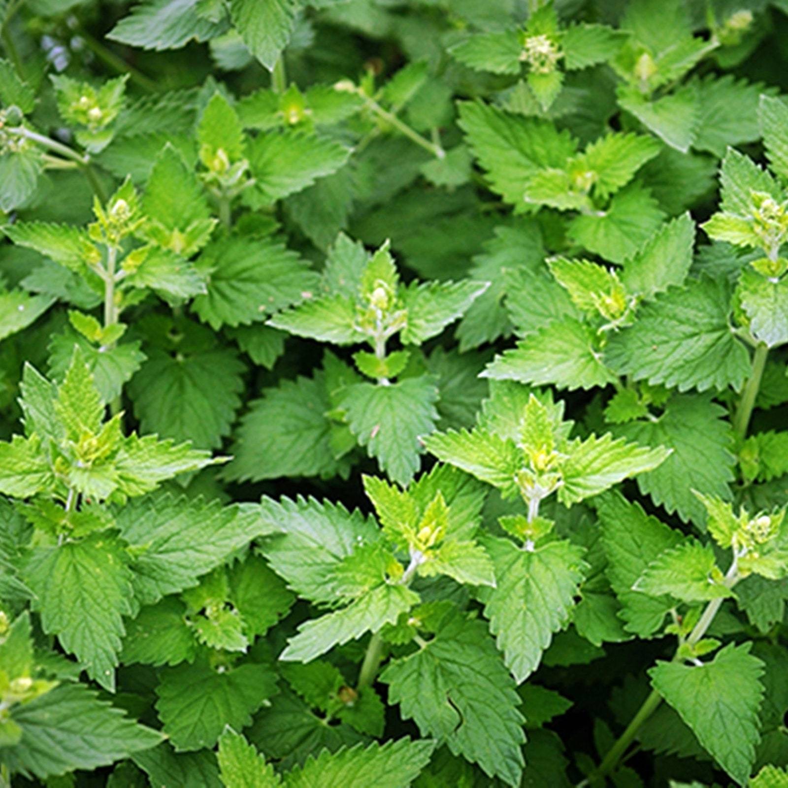 Catnip Herb Heirloom Seeds Culinary & Great For Pollinator Bee-Friendly Non-Gmo  - $11.67