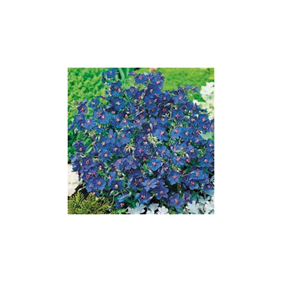 15 Blue Pimpernel Flower Seeds-1183