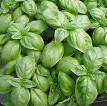 Basil Sweet Genovese 25 Seeds Great Herb Fresh Seeds Gardening - $41.49 MXN