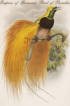 Empress of Germany Bird of Paradise. by John Gould - Art Print - £16.54 GBP+