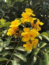 KKG Markhamia Lutea 20 Seeds Nile Tulip Trumpet Or Siala Shrub Or Small ... - $166.87 MXN