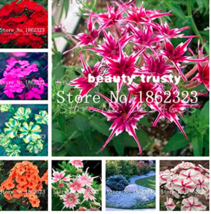 200  pcs Mixed Color Phlox Bonsai Phlox Drummondii Cuspidata Flower Plants Phlox - £4.46 GBP