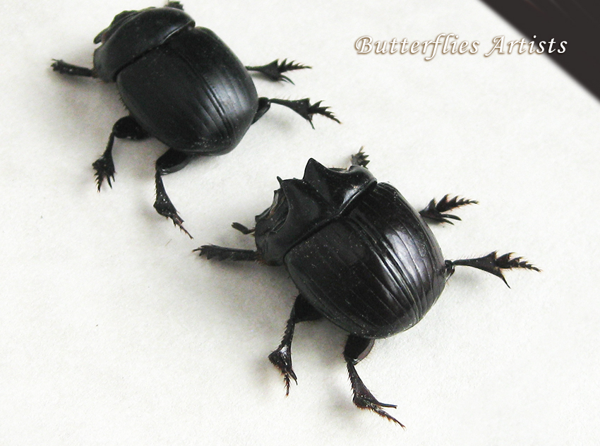 Primary image for Real Scarab Beetles Dichotomius Satanas PAIR Framed Entomology Shadowbox
