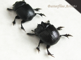 Real Scarab Beetles Dichotomius Satanas PAIR Framed Entomology Shadowbox - £63.06 GBP