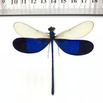 Neurobasis kaupi Winged Specimen Insect Specimen Bugs Collection - £29.12 GBP