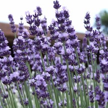 BStore 900 Vera Lavender Herb Seeds Vera English Relaxation And Relieve Stress - £6.71 GBP