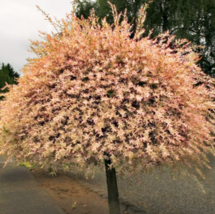 6-12&quot; Tall Seedling Live Plant 2.5&quot; Pot Dappled Willow Tree/Shrub/Bush - £57.80 GBP