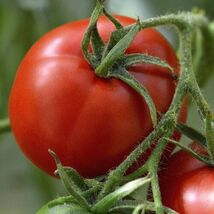 Fresh Floridade Tomato Seeds 100 Ct  - $4.00