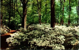 Azalea Blossoms Winterthur Gardens Delaware DE UNP Chrome Postcard A9 - £2.05 GBP